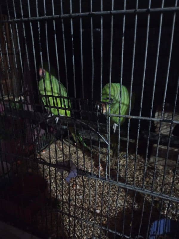 parrots per peice 6500 1