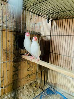 white java breeder pair for sale