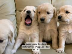 American Golden Retriever Puppies