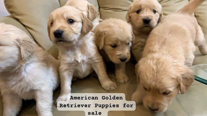 American Golden Retriever Puppies 1