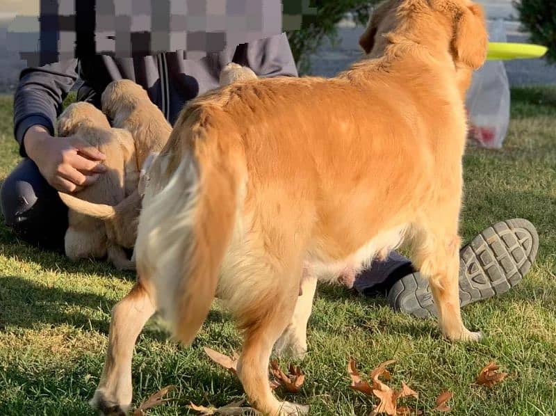 American Golden Retriever Puppies 3