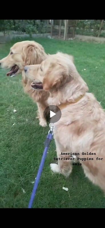 American Golden Retriever Puppies 4