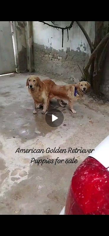 American Golden Retriever Puppies 5