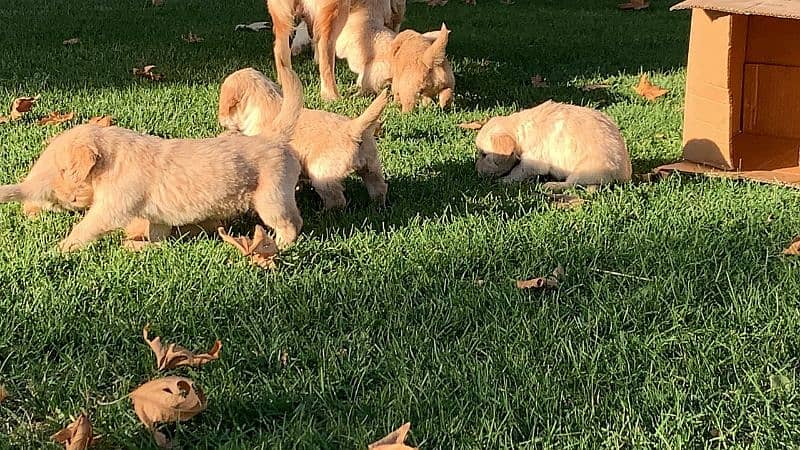 American Golden Retriever Puppies 6