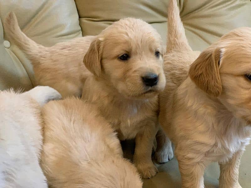 American Golden Retriever Puppies 8