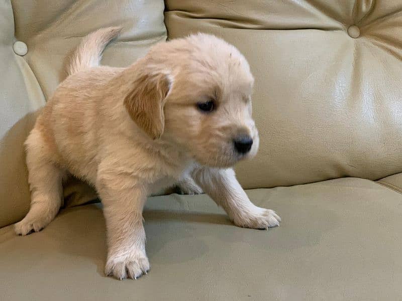 American Golden Retriever Puppies 9