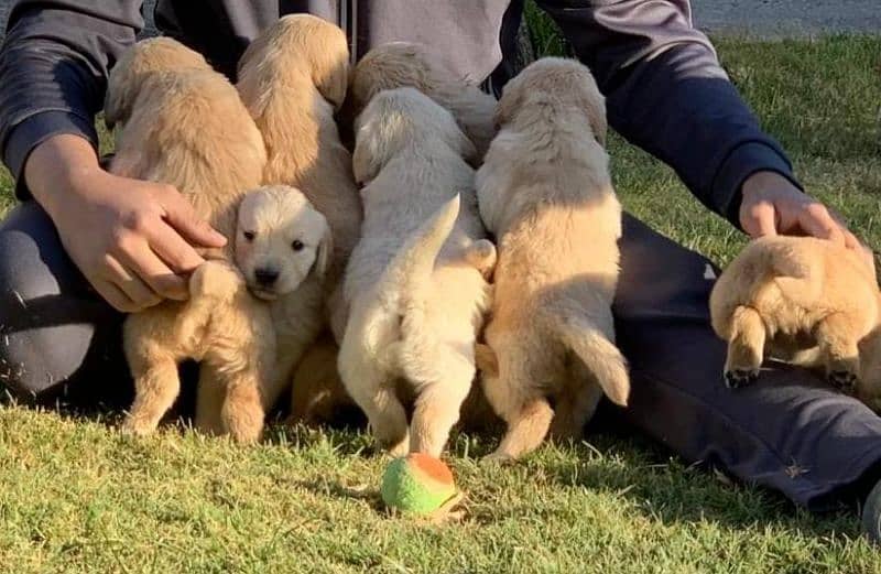 American Golden Retriever Puppies 10