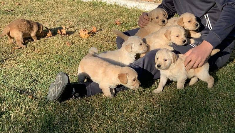 American Golden Retriever Puppies 11