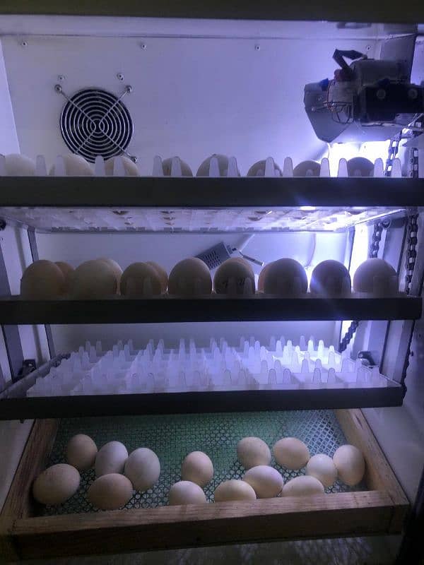 160 eggs incubator. . . . 0