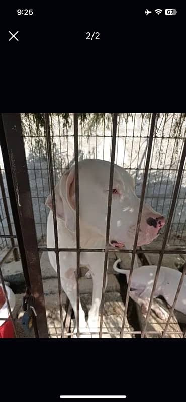 Bully Dog For Sale (Male) 0