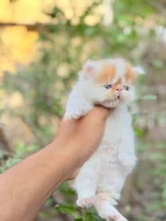 persion piki Male kitten for sale