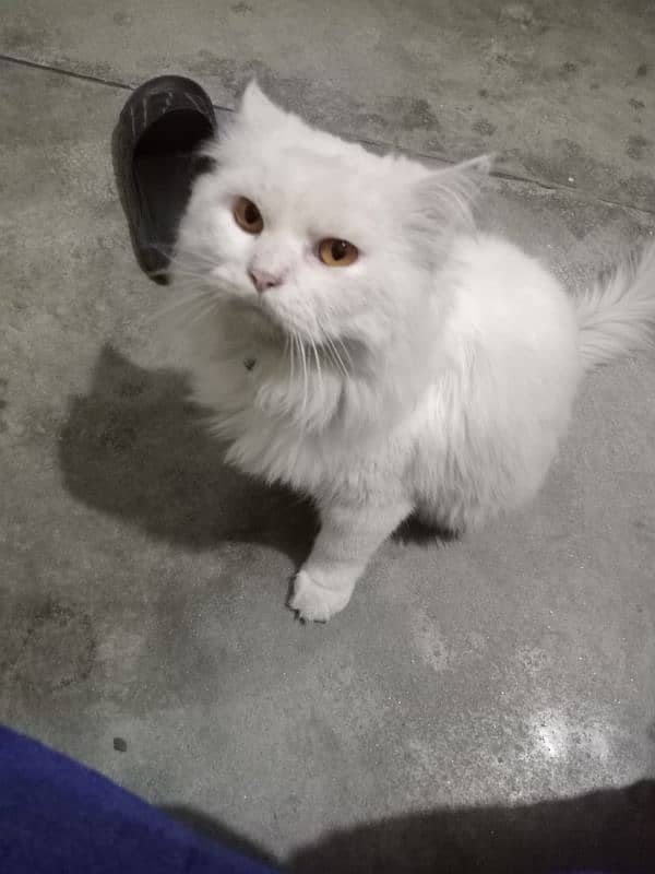 the persian male cat of 2 years 0