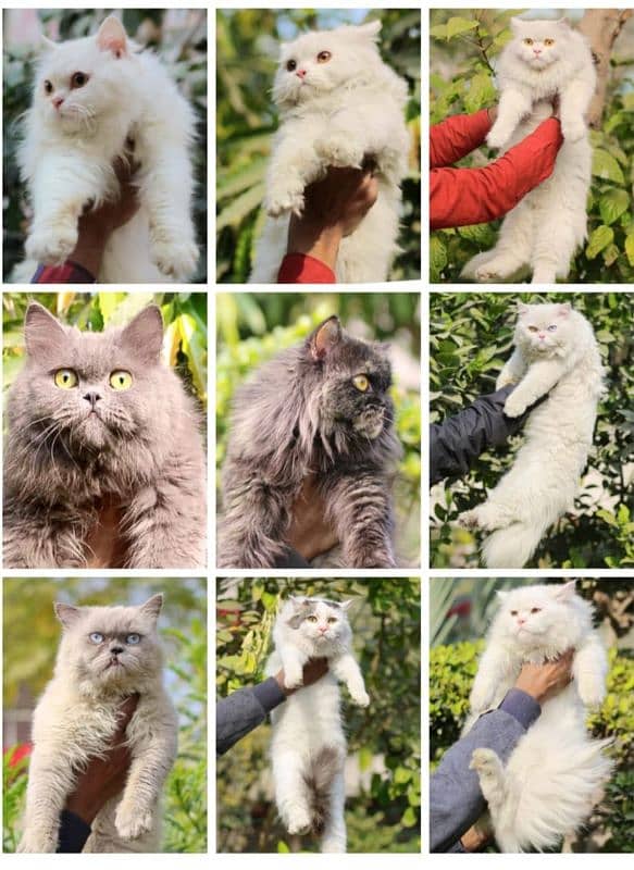 Persian / Kitten / Triple coat / Cute Cat / Fluffy Cat / small kitten 0