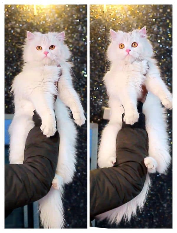 Persian / Kitten / Triple coat / Cute Cat / Fluffy Cat / small kitten 2