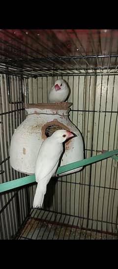 cream cocktail breeder pair and silver and white java breeder pair