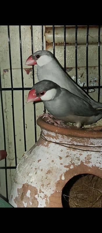 cream cocktail breeder pair and silver and white java breeder pair 1