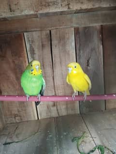 Budgies