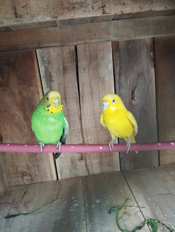 Budgies 0