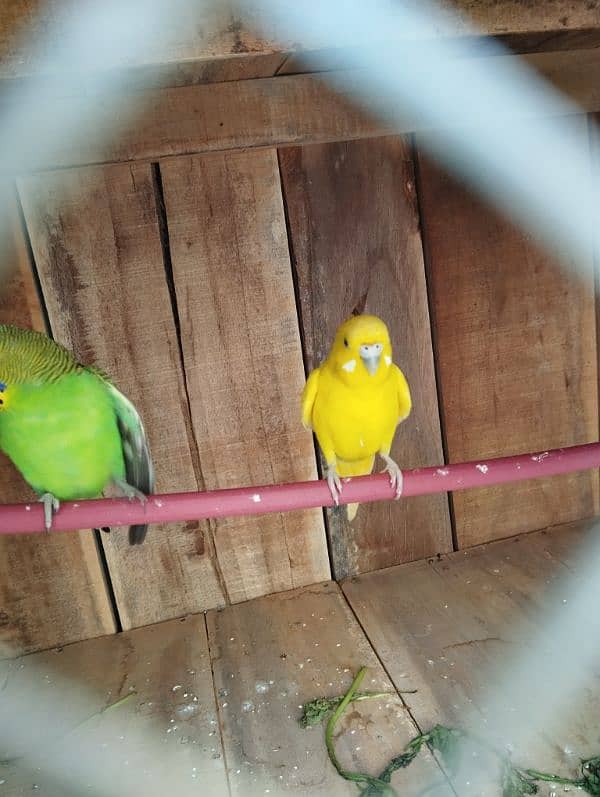 Budgies 1