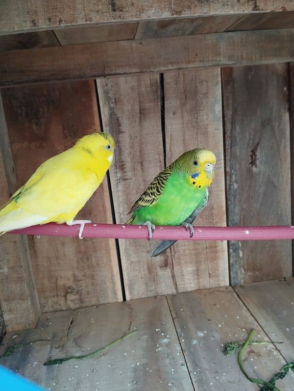 Budgies 2