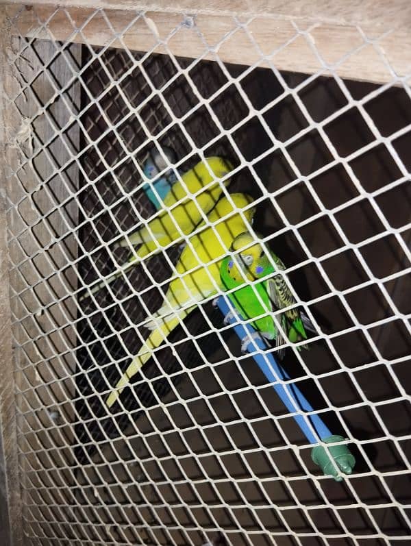 Budgies 3