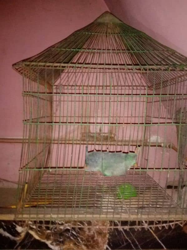 hen cage 1