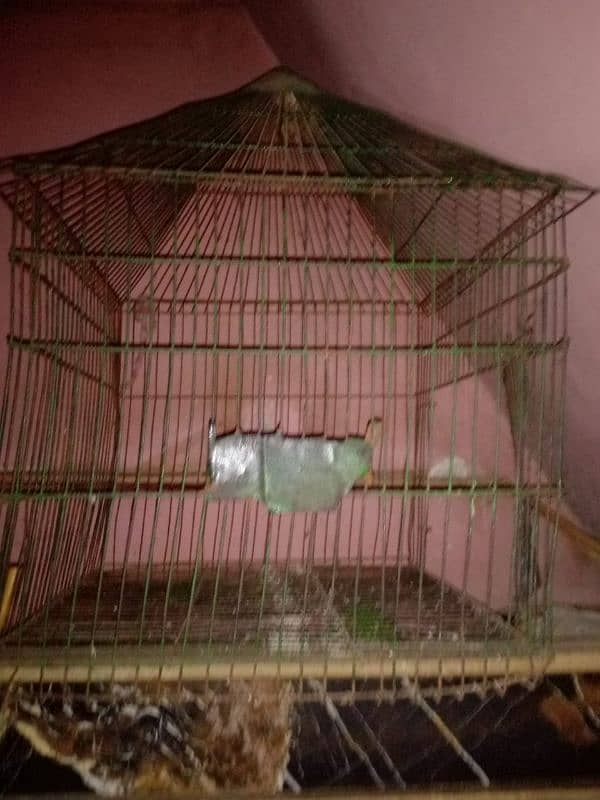 hen cage 2