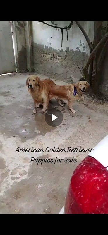 American Golden Retriever Puppies 2