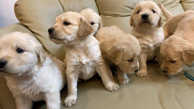 American Golden Retriever Puppies 3