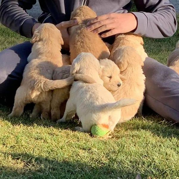 American Golden Retriever Puppies 1