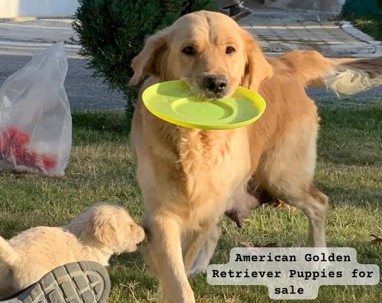 American Golden Retriever Puppies 5