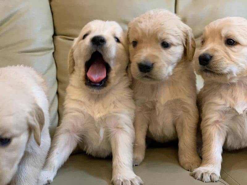 American Golden Retriever Puppies 7