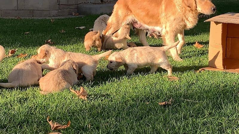 American Golden Retriever Puppies 8