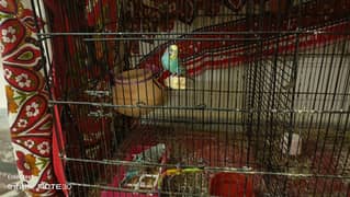 love bird dna pair and Australian pair with cage