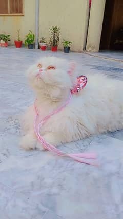 cat white colour