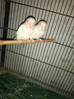 albino red eyes males for sell