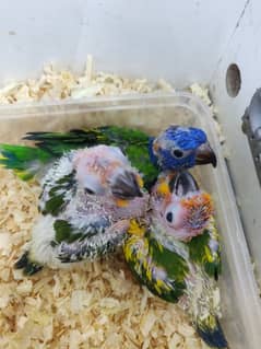 lorie,,sunconure,,chicks available