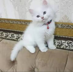 Persian Cat Kitten White Triple Coated Liter Trained Cute Kitten