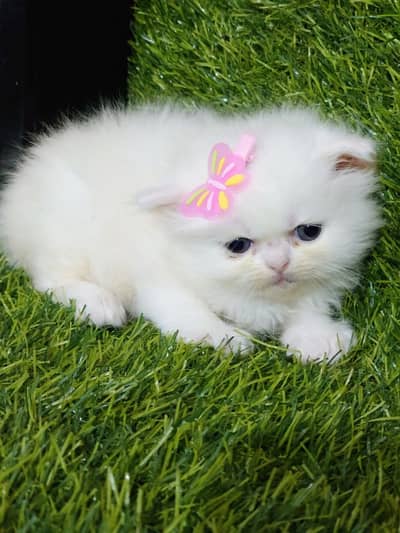 kittens available  different prices pure punch face doll face
