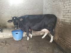 beautiful cow for sale