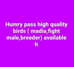 mashallah high quality birds ( muska, heera, pila )available g