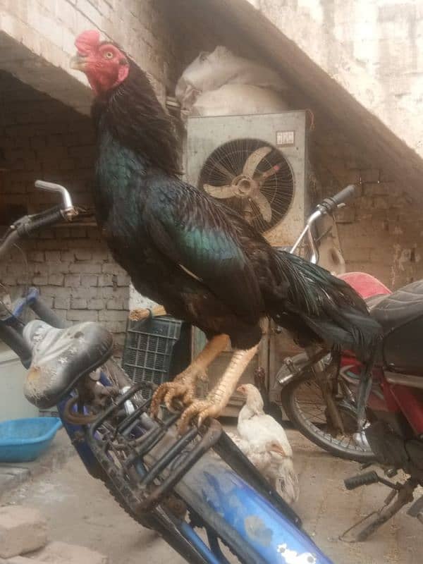 mashallah high quality birds ( muska, heera, pila )available g 1