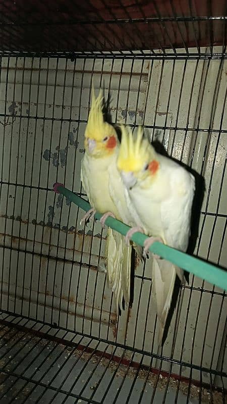 cream cocktail breeder pair and silver and white java breeder pair 5