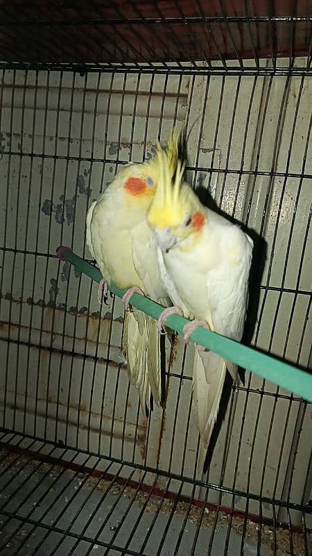 cream cocktail breeder pair and silver and white java breeder pair 6