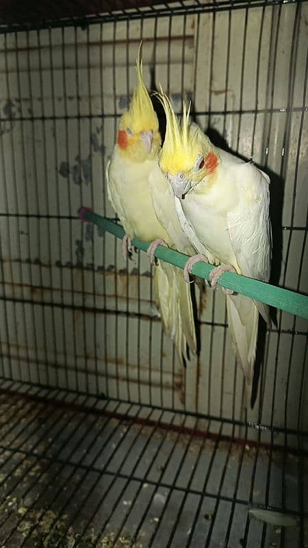 cream cocktail breeder pair and silver and white java breeder pair 7