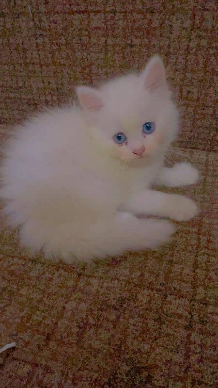 Persian Kitten 1