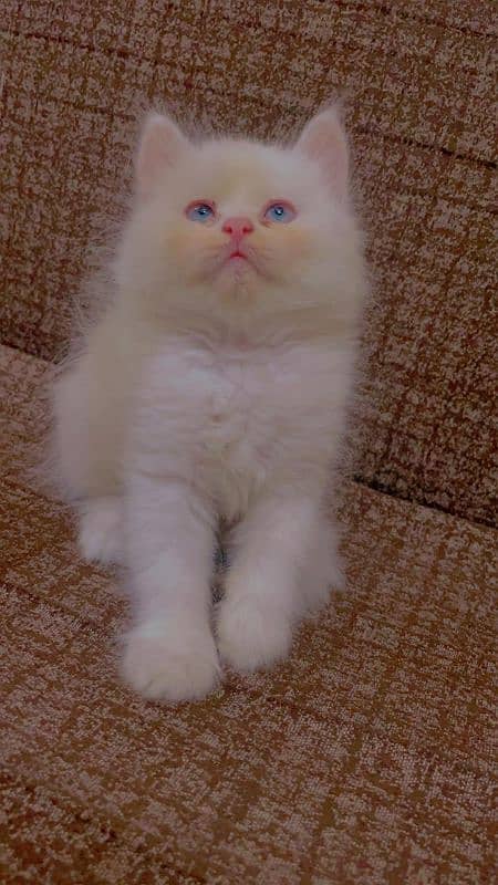 Persian Kitten 2