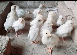 Heera Aseel chicks