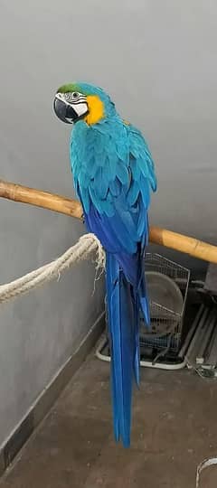 macaw Blue n Gold TAME & talking