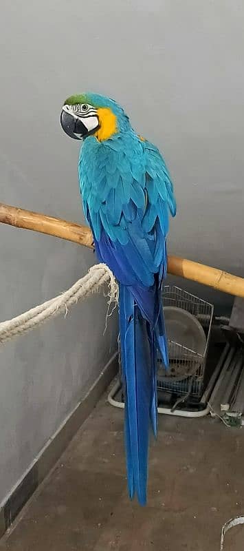 macaw Blue n Gold TAME & talking 0